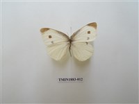 藏品(白粉蝶)的圖片